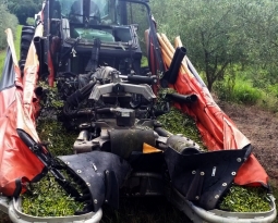Colecta de Aceitunas en Brasil
